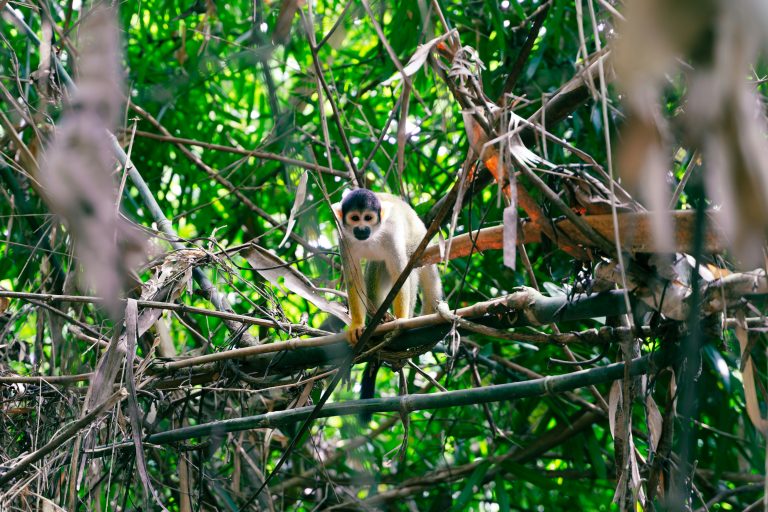 Curious squirrel monkey perched on a branch in the Peruvian Amazon rainforest.