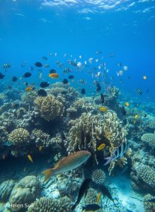 Colourful coral reef and tropical fish beneath the Red Sea in Aqaba