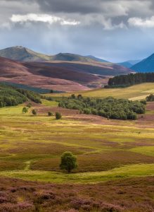 Rolling heather covered hills in the Cairngorms National Park.