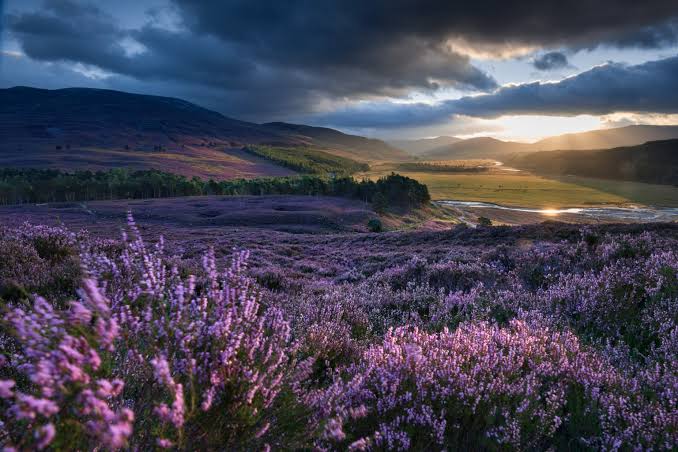 Purple heather covering the hills of the Cairngorms at sunset