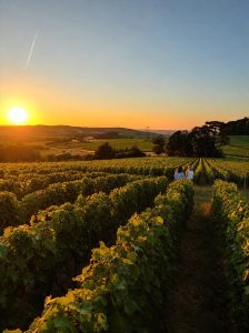 Sunset over the vineyards of Champagne with visitors walking between rows of vines in France.