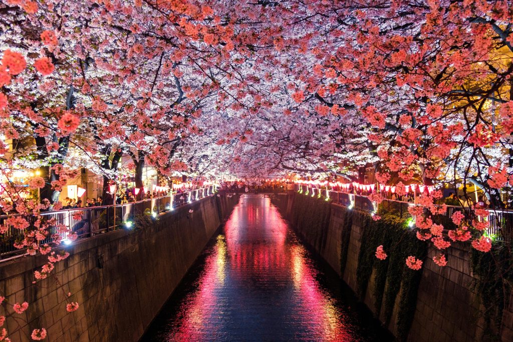 Cherry blossom trees illuminated above a river in Japan during springv