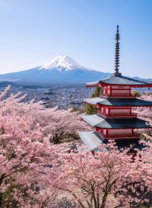 Chureito Pagoda surrounded by cherry blossoms with snow capped Mount Fuji rising in the background near Fujiyoshida, Japan.