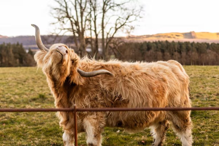 highland-cow-scottish-highlands Highland cow with long shaggy coat grazing in the Scottish Highlands