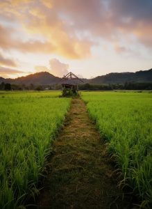 Rice fields stretching across the rural landscape of Koh Yao Noi at sunset