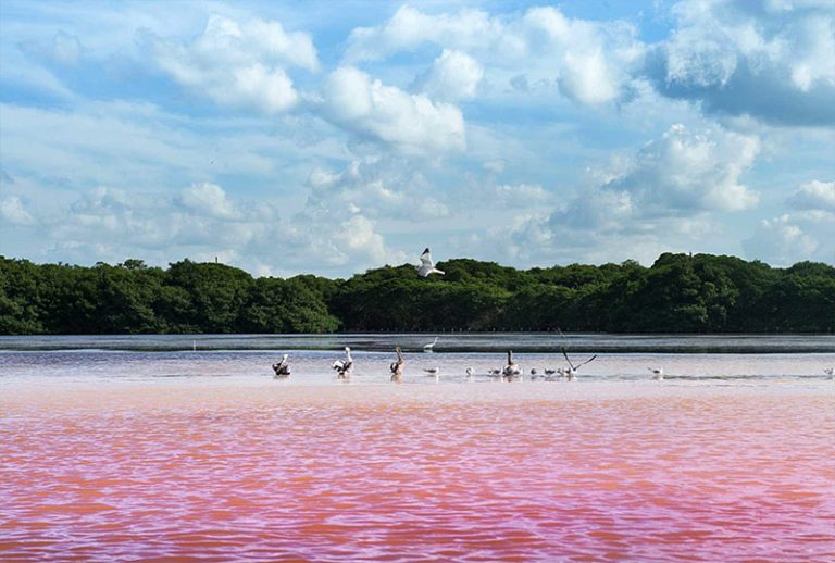 las-coloradas-pink-lakes-yucatan The pink waters of Las Coloradas in Yucatán with birds resting along the shoreline.