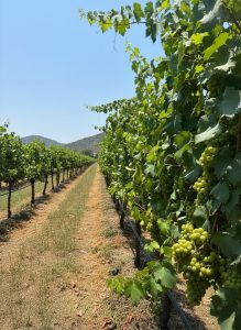 Rows of grapevines stretching across Monsoon Valley Vineyard in the countryside near Hua Hin, Thailand.