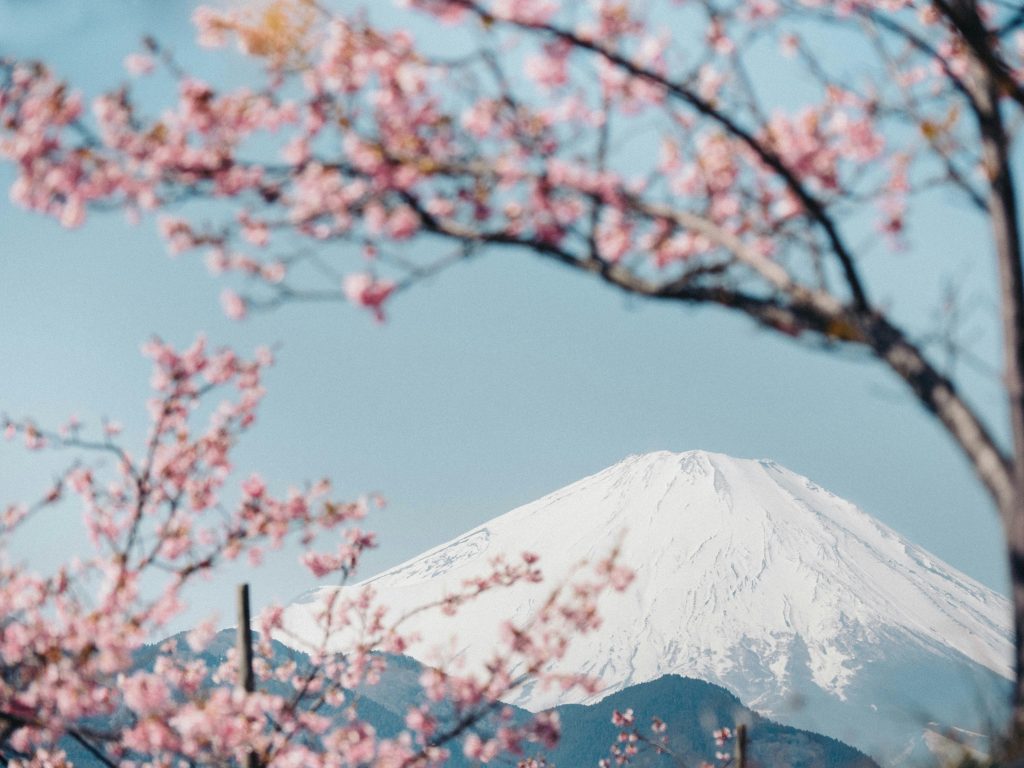Mount Fuji framed by cherry blossom branches during spring in Japan