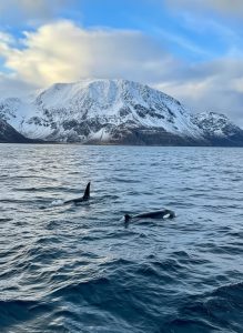 Orcas swimming in Altafjord surrounded by snow covered mountains during a winter whale watching excursion in Northern Norway.