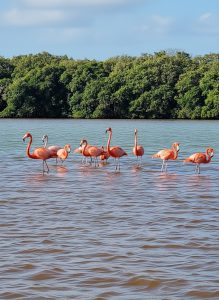 Bright pink flamingos standing in the shallow waters of Celestún Biosphere Reserve in Mexico.