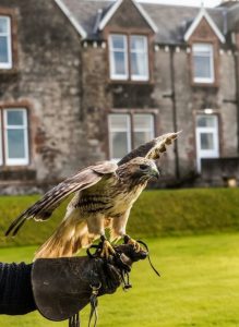 A hawk perched on a falconer's gloved hand during a Scottish falconry experience.