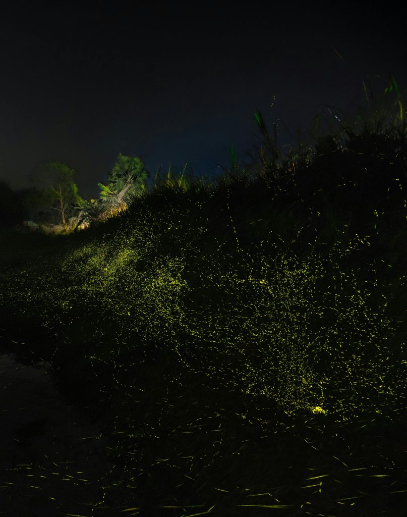 Synchronous fireflies glowing beside mangrove waterways in Malaysia at night