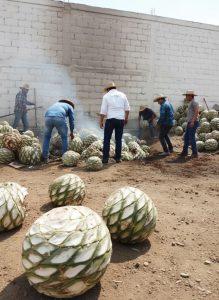 Agave piñas being roasted by mezcal producers during the traditional distillation process in Oaxaca.