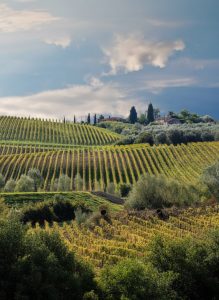 Rolling vineyards and olive groves stretching across the Tuscan countryside beneath a dramatic sky.