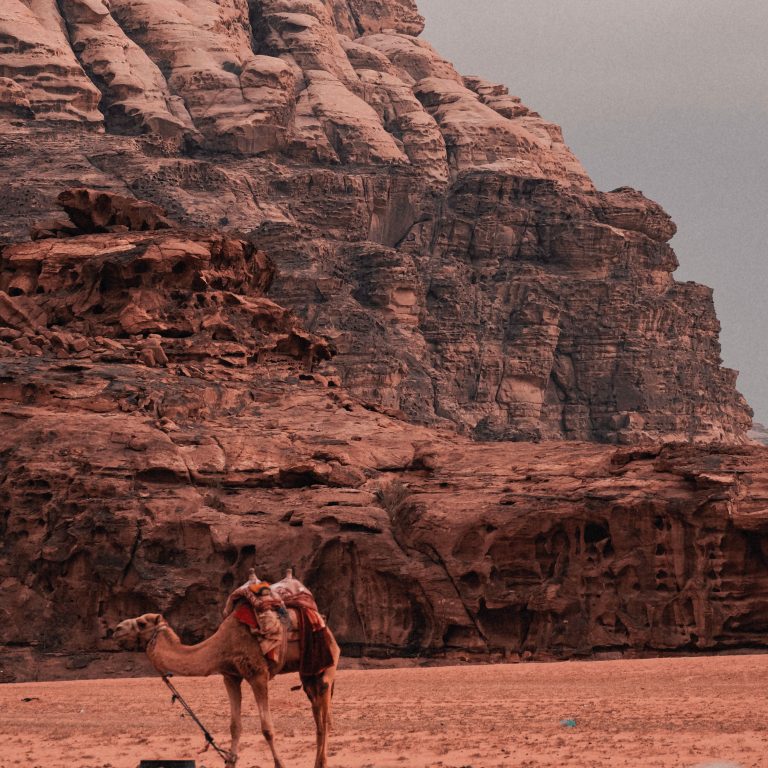 A camel standing beneath towering sandstone cliffs in the Wadi Rum desert of Jordan.
